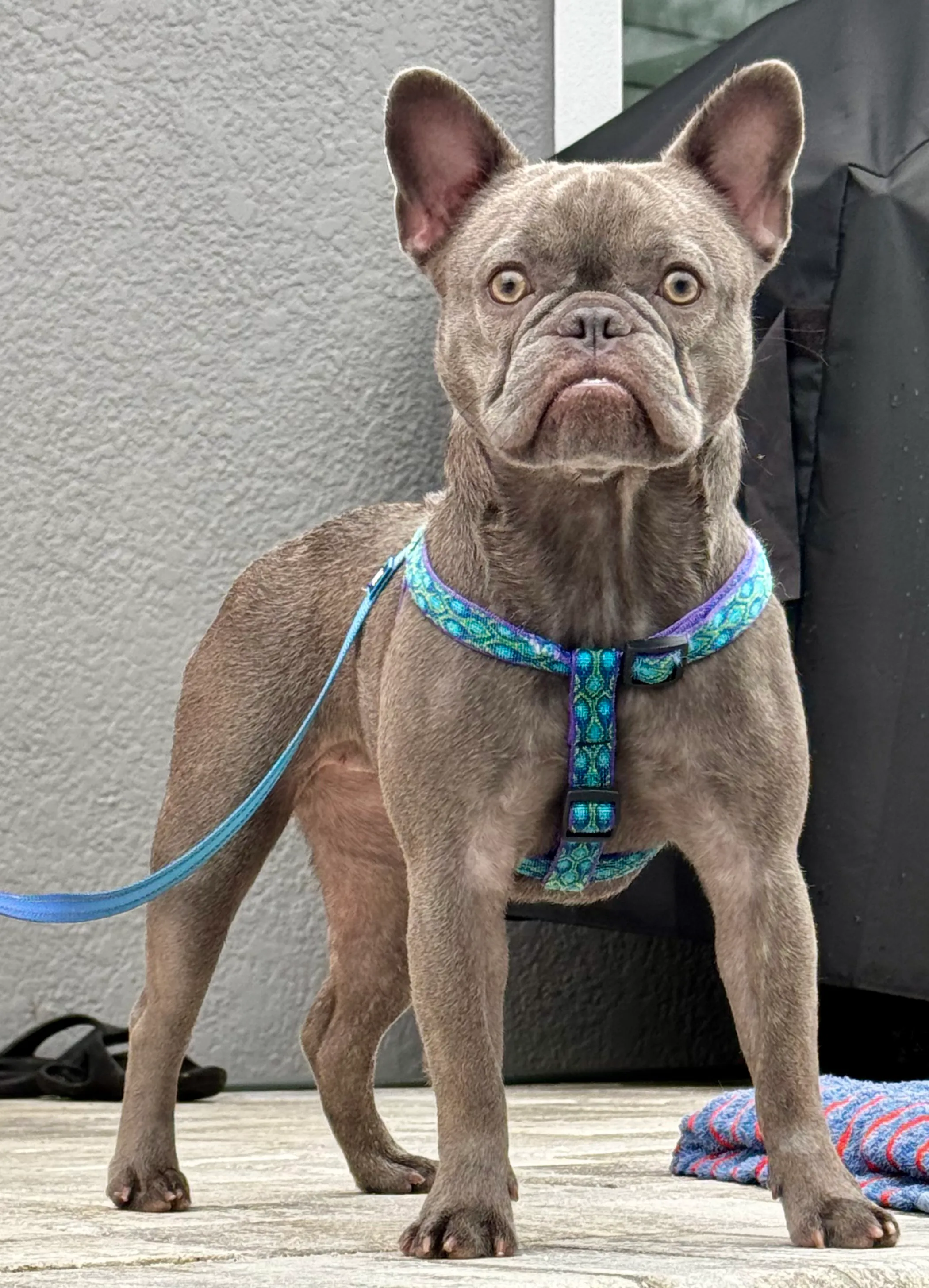 French bulldog on the patio