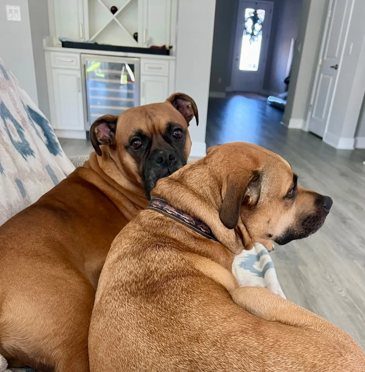 Two boxers cuddling together on a couch in their home